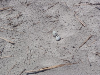Some eggs, such as those of the Least Tern pictured here, may be difficult to spot.