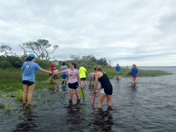 Federation staff plant smooth cordgrass at Sanders Point.