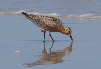 Red Knots are one of the bird species that rest at Rich Inlet as they travel north