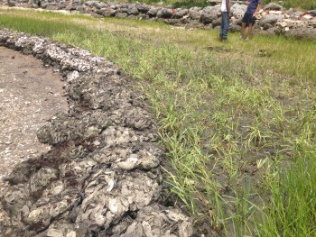 The newly-planted marsh grass will protect the shoreline from erosion