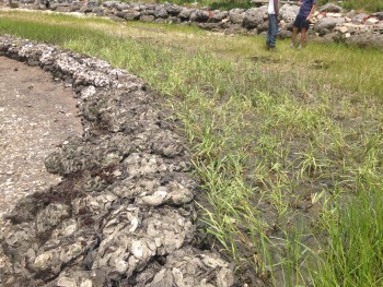 The newly-planted marsh grass will protect the shoreline from erosion