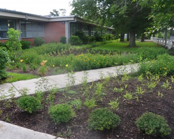 white oak rain garden