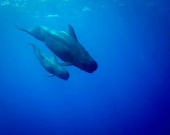 pilot whale
