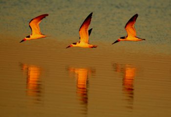 Black Skimmer cropped