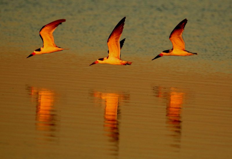 Black Skimmer cropped