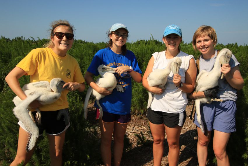 The 2016 interns had the opportunity to spend a day on New Dump Island banding baby brown pelicans.