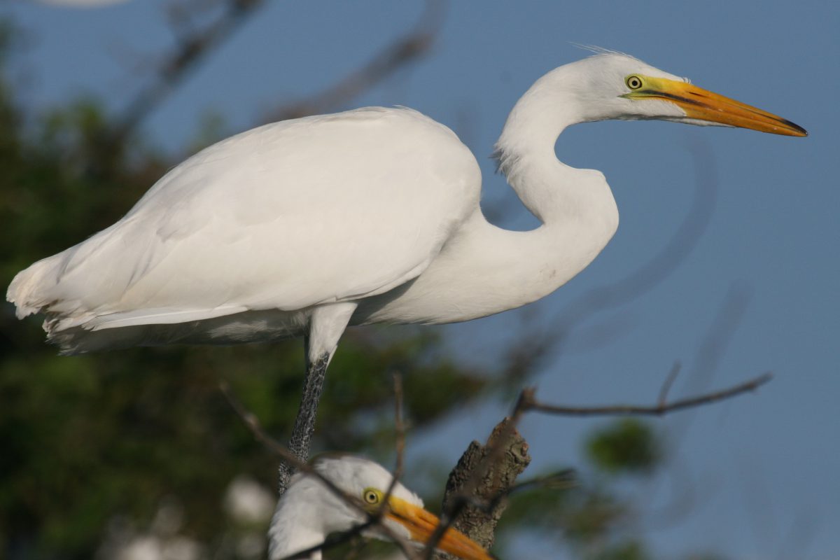 Great egret close up