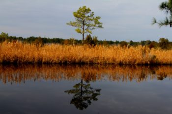 White Oak River from Pelletier Tract (2)