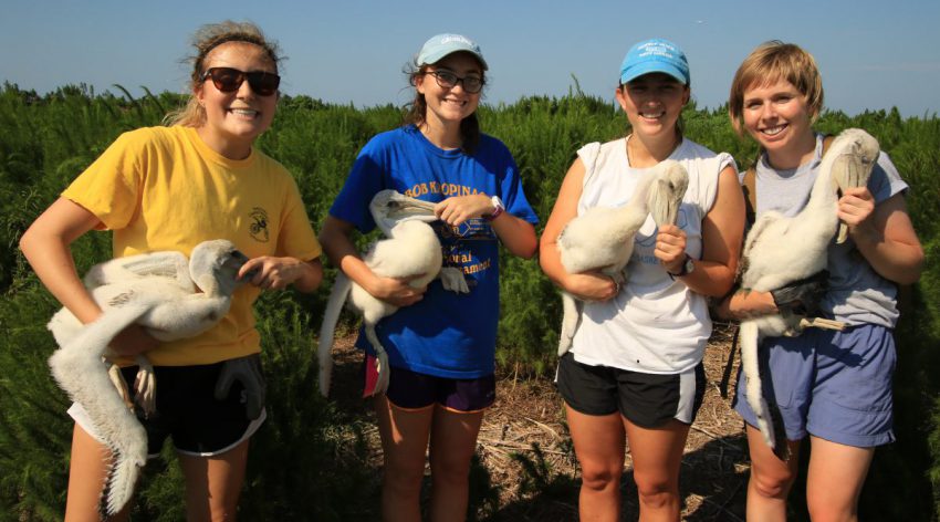 interns pelicans