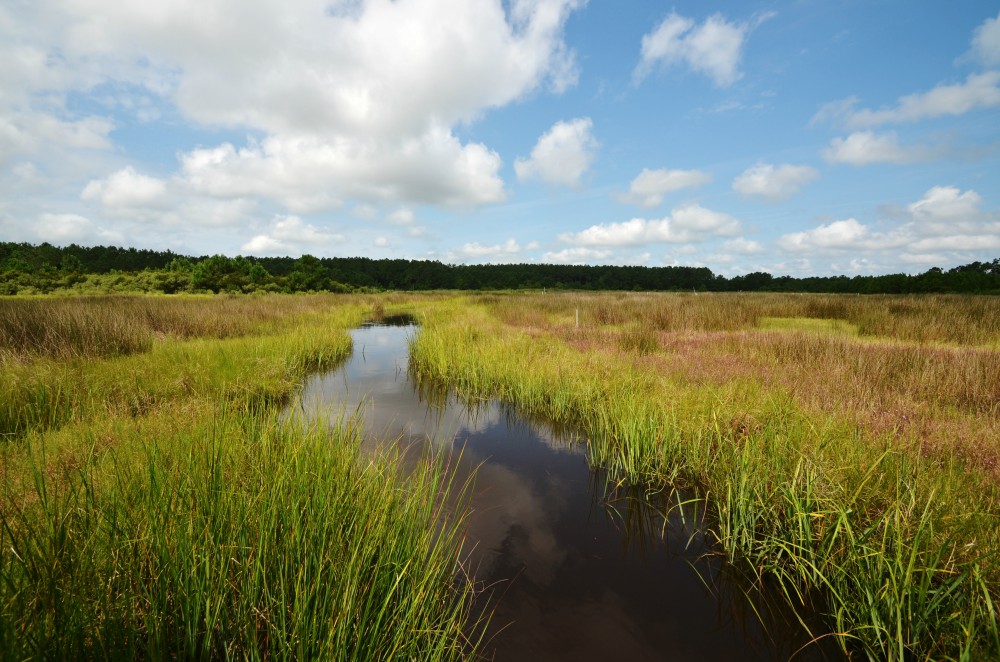 North River Wetlands Preserve