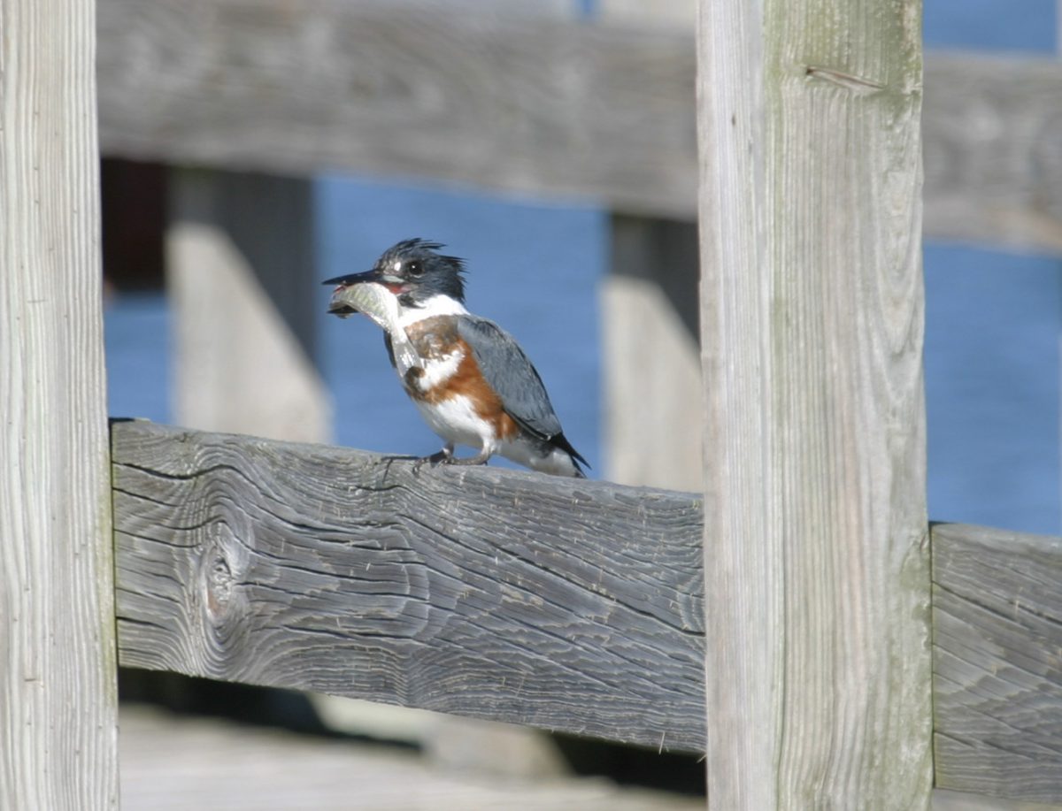 kingfisher