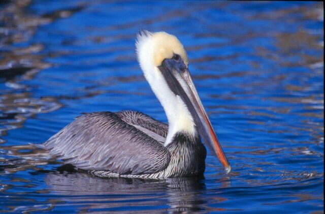 Copy of Brown Pelican 1HR
