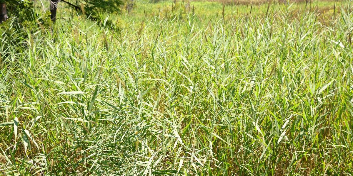 Phragmites australis © Mark Hibbs