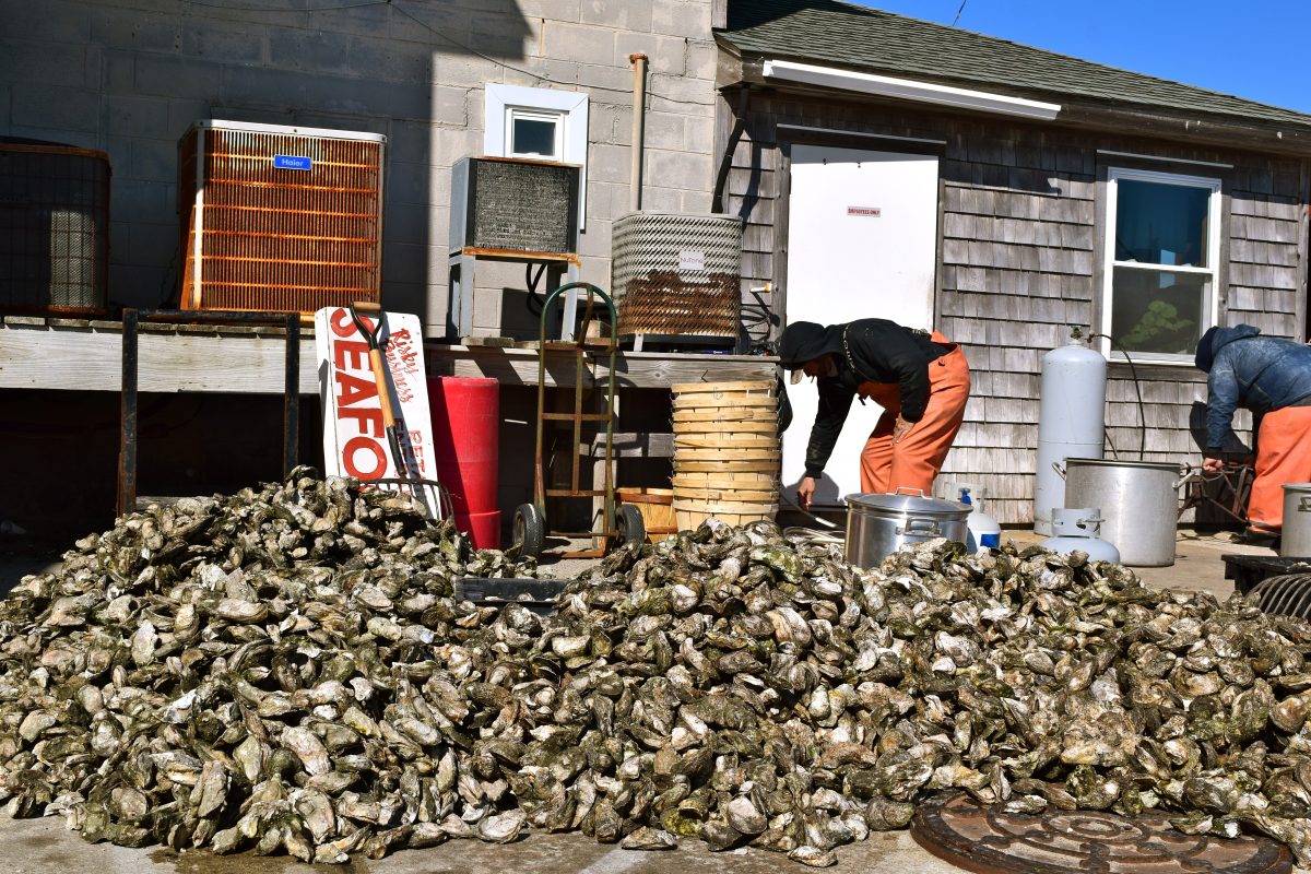 Hatteras Island Oyster Roast draws about 400 attendees and volunteers