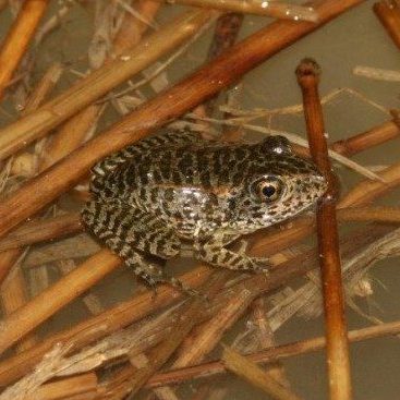 Carolina Gopher Frog. © Jeff Hall