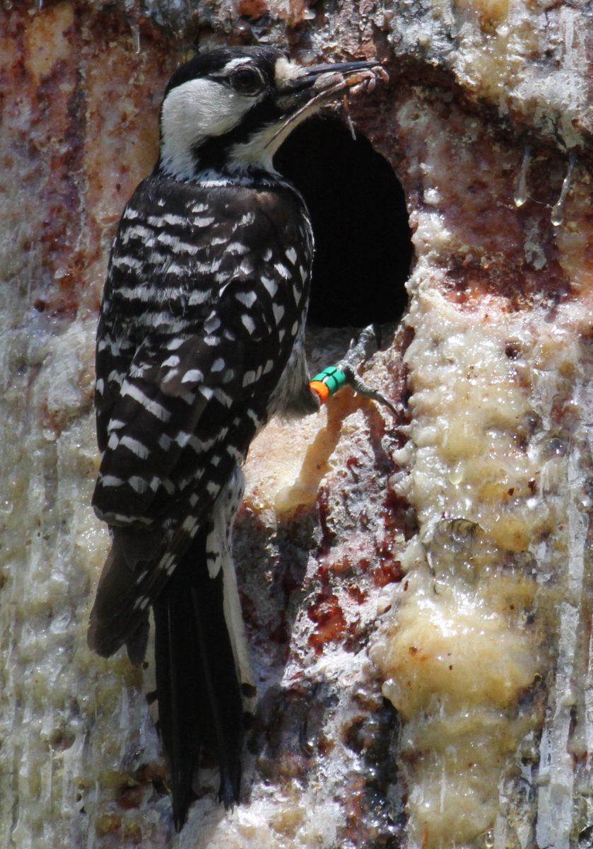 Red Cockaded Woodpecker. © Sam Bland