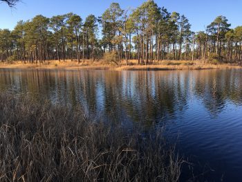 View of Patsy Pond