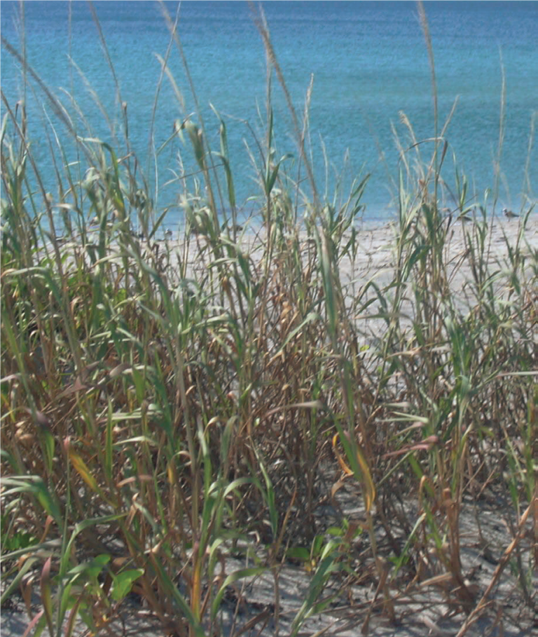 The Bird Island Coastal Reserve North Carolina Coastal Federation