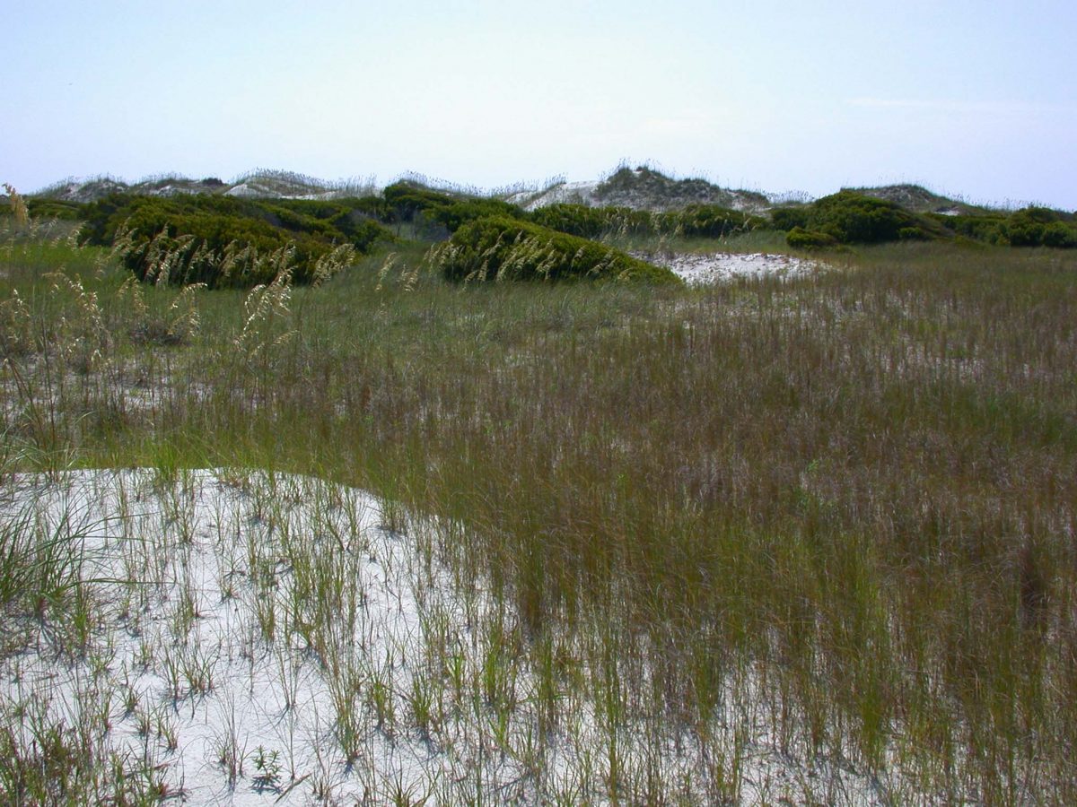 The Bird Island Coastal Reserve North Carolina Coastal Federation