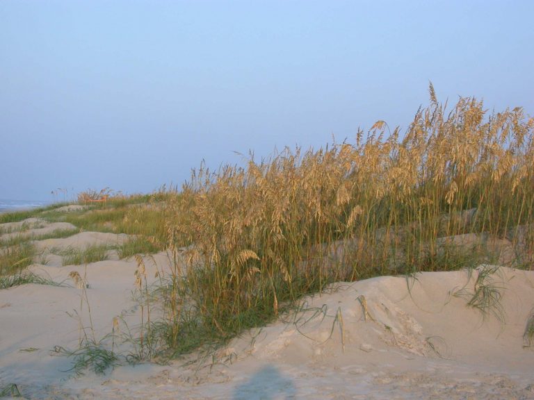 The Bird Island Coastal Reserve North Carolina Coastal Federation