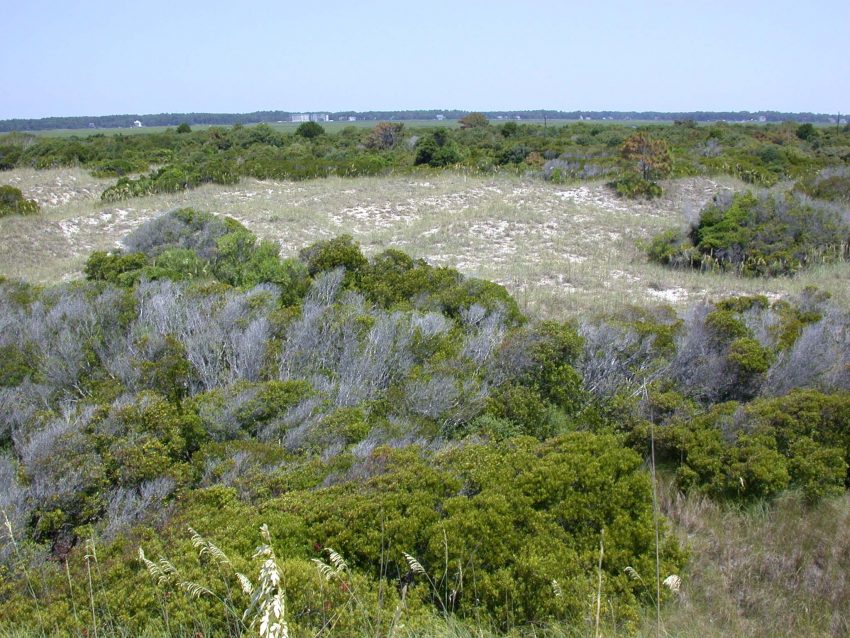 Maritime Shrub Thicket