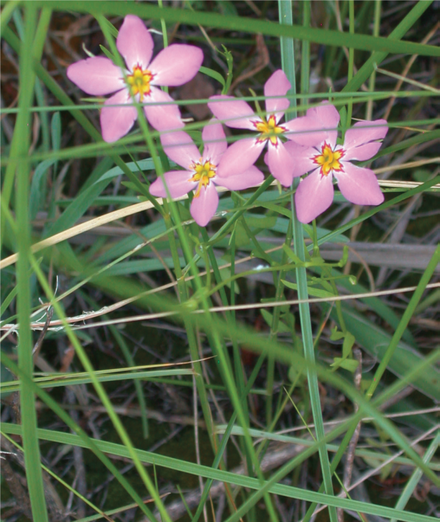 Marsh Pink