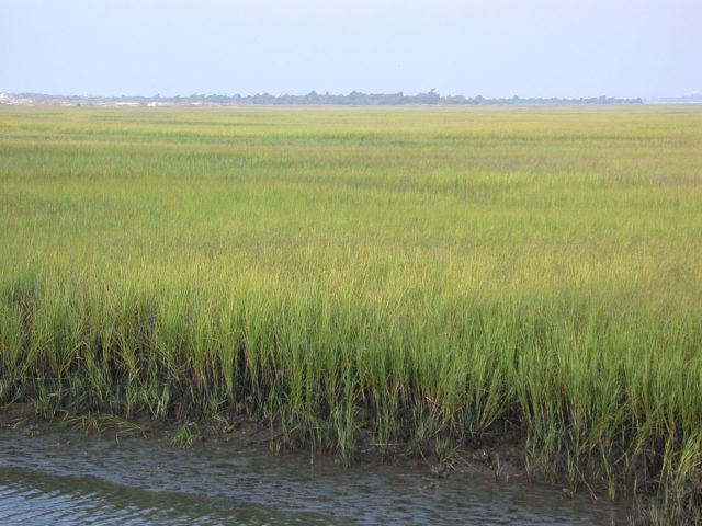 Salt Marsh