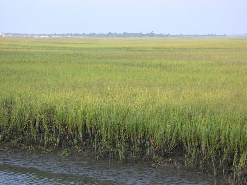 Salt Marsh