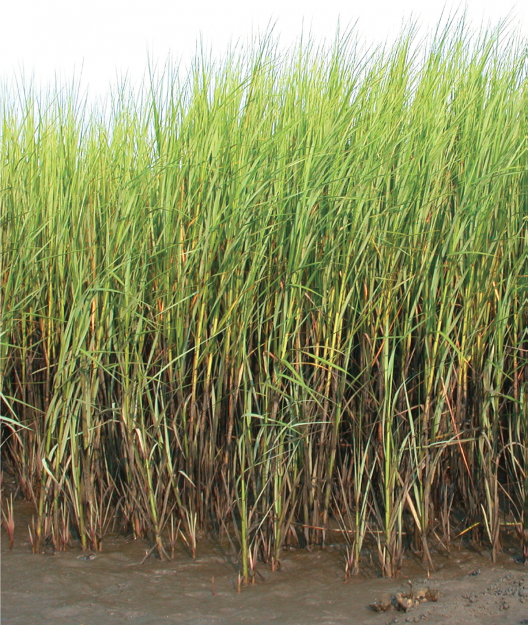 The Bird Island Coastal Reserve North Carolina Coastal Federation