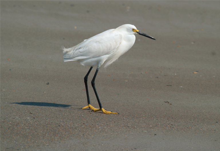 The Bird Island Coastal Reserve North Carolina Coastal Federation