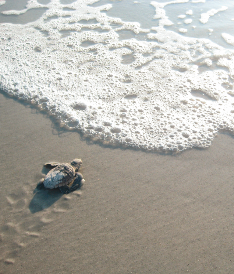 The Bird Island Coastal Reserve North Carolina Coastal Federation