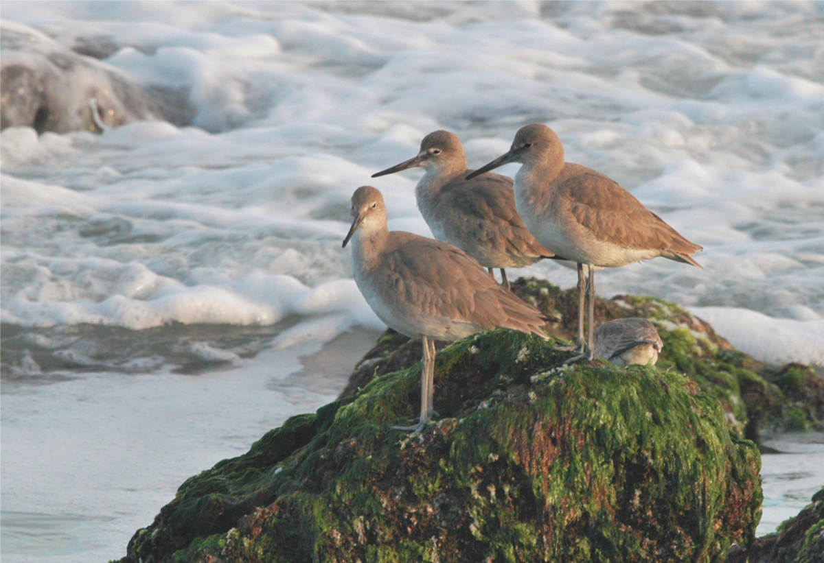 The Bird Island Coastal Reserve North Carolina Coastal Federation