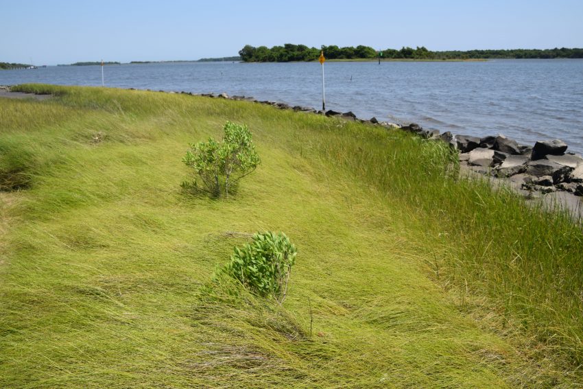 Living Shoreline