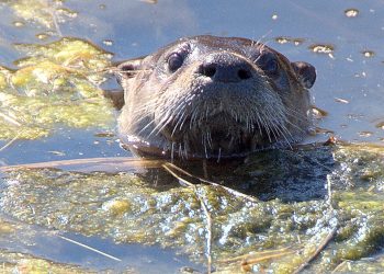 NRF Otter