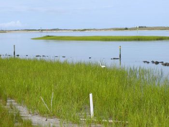living shorelines duke LS