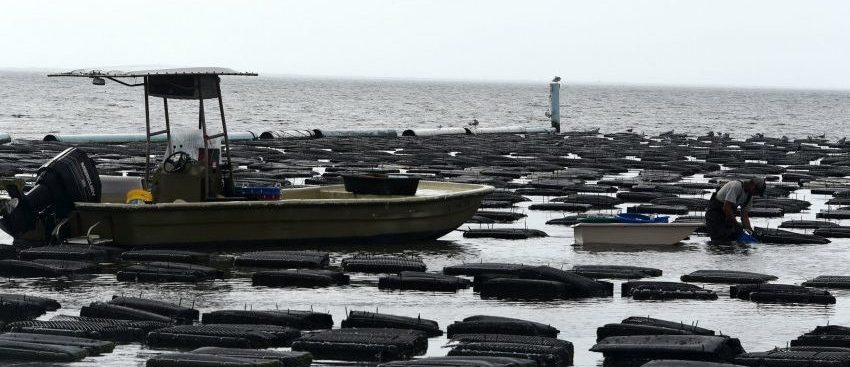 mariculture 2