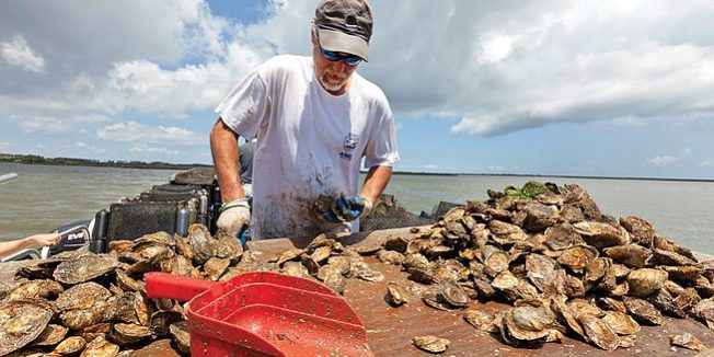 State of the Oyster Report 2015