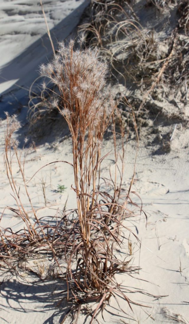 Little Blue stem photo by Sam Bland