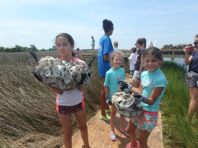 Aquarium campers helped with the oyster reef construction. These students, ages 8-10, are the youngest yet to work on the office’s shoreline and oyster reef.