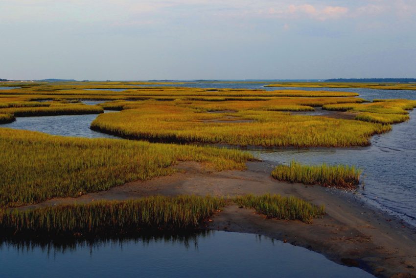 Salt Marsh