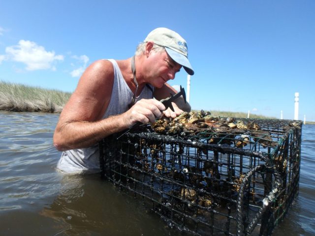 Oyster Reef Monitoring