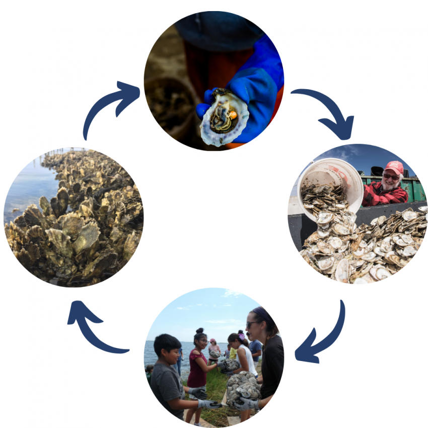 Shell Recycling Cycle Shell Recycling Cycle