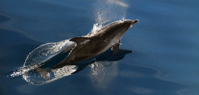 PHOTO-atlantic_spotted_dolphin-NOAA-060517-1120×534-LANDSCAPE