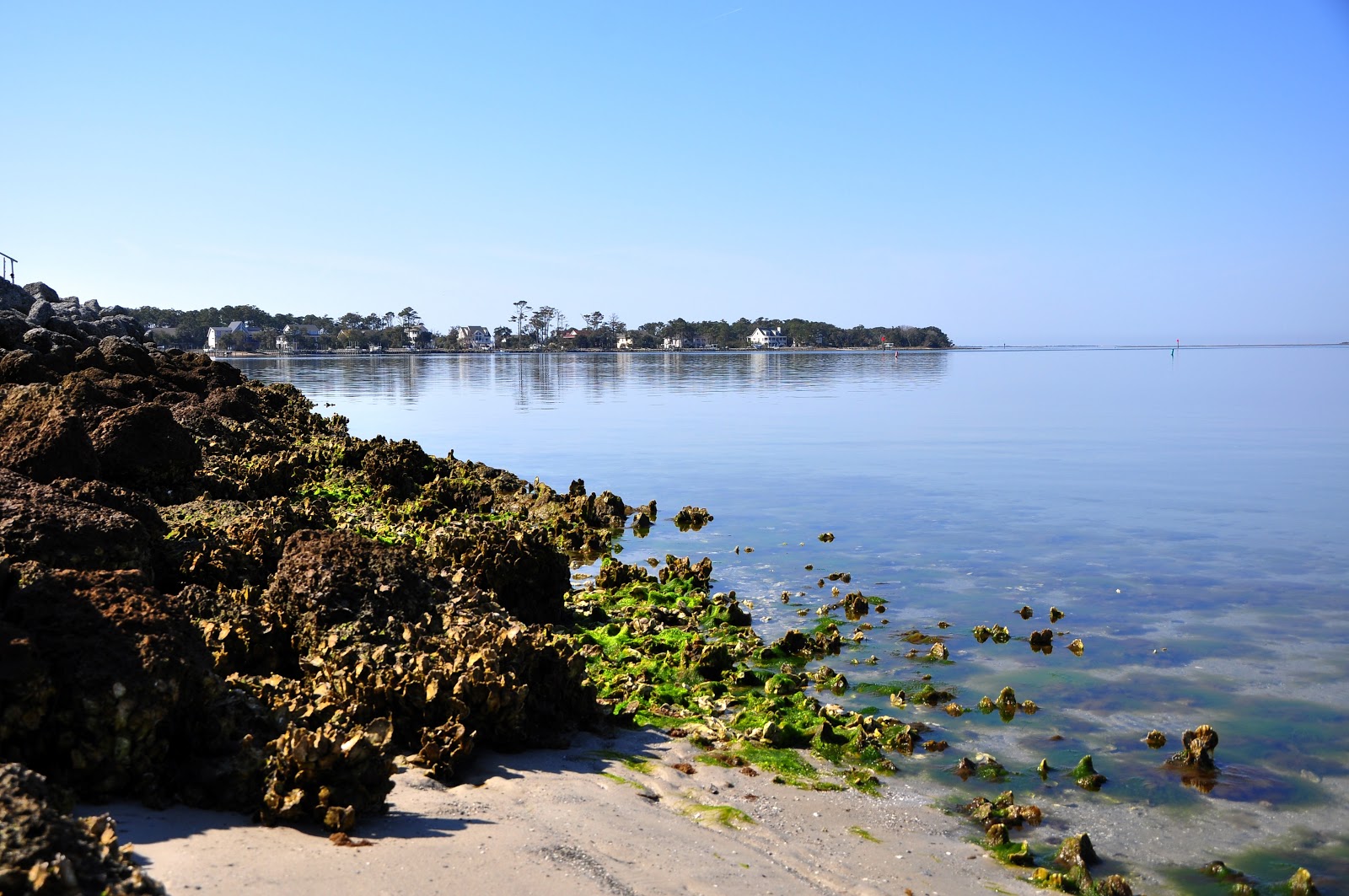 oysters © Millie Miller