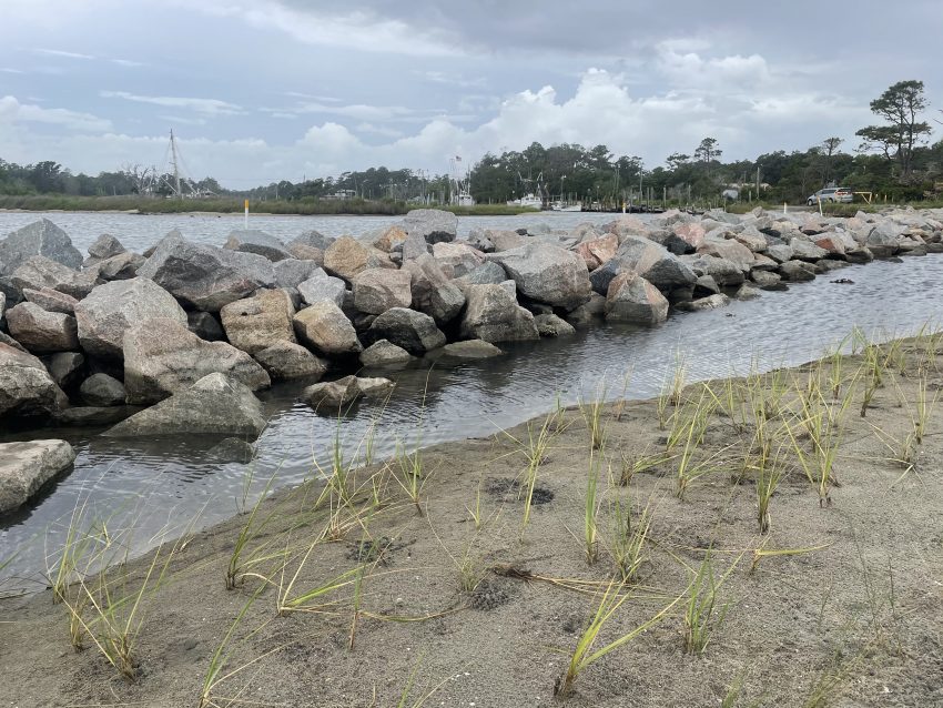 Atlantic White's Harbor Living Shoreline Planting