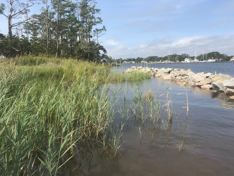 The Oriental living shoreline after construction