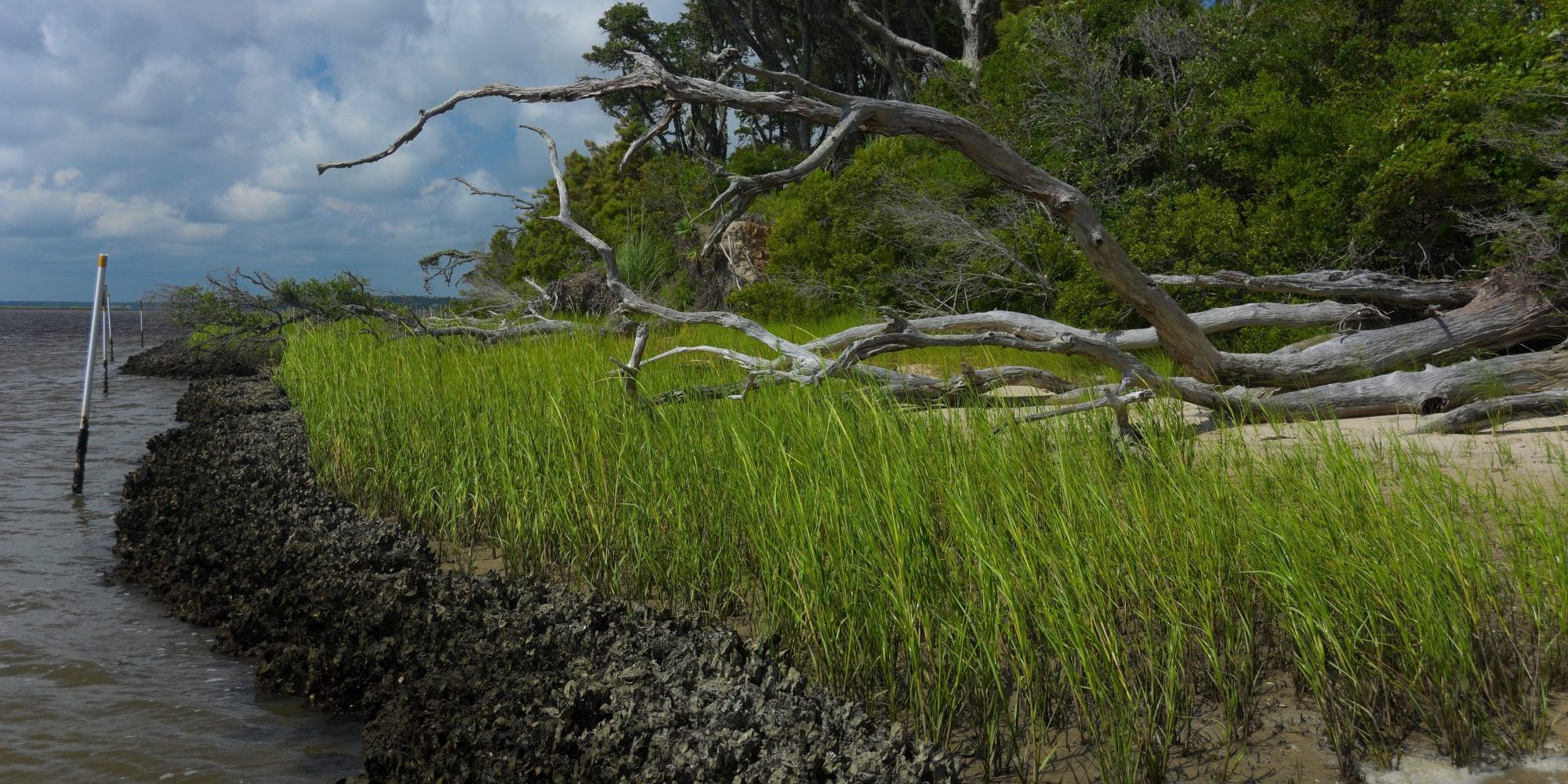 living shoreline | photo © Vance Miller