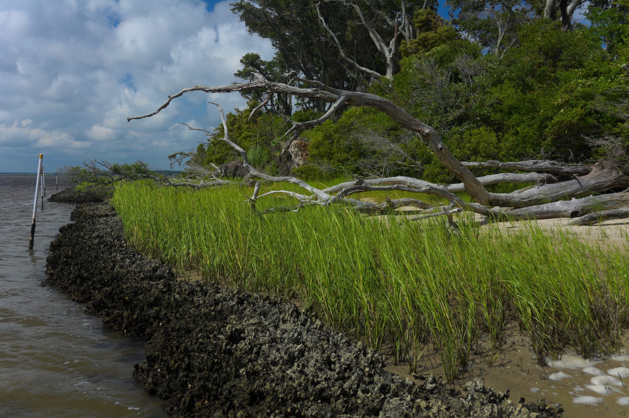 living shoreline | photo © Vance Miller