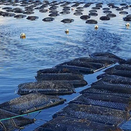 Aquaculture_Resize Oyster Aquaculture