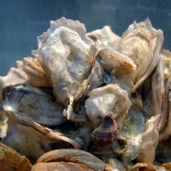 Oyster Shells
